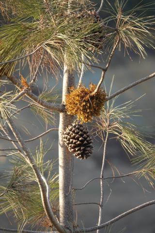 Foto van Californische witte den
