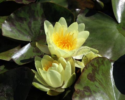 Foto van Gele waterlelie ‘Marliacea Chromatella’