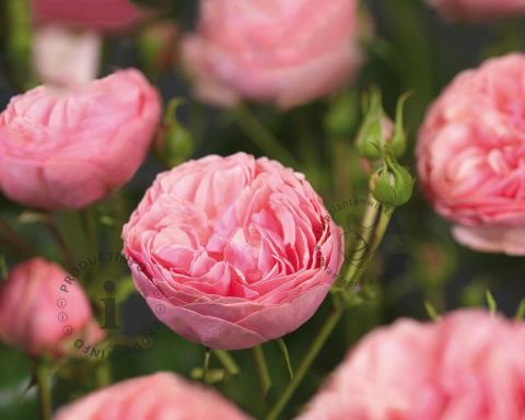 Foto van Grootbloemige trosroos ‘Pomponella’