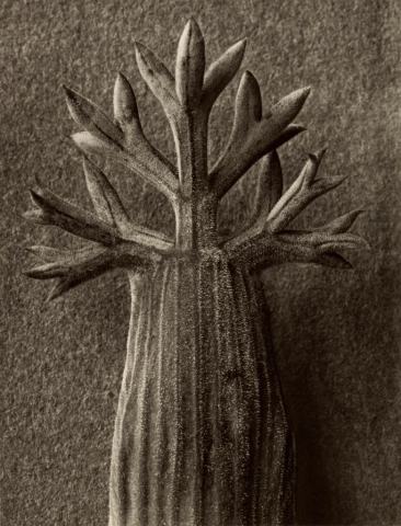 Foto van Bergseselie