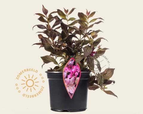 Foto van Weigelia ‘Minor Black’