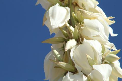 Foto van Zeepboom yucca