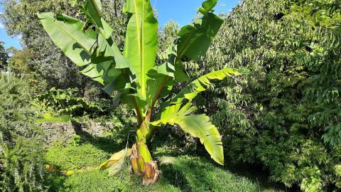 Foto van Abessijnse banaan