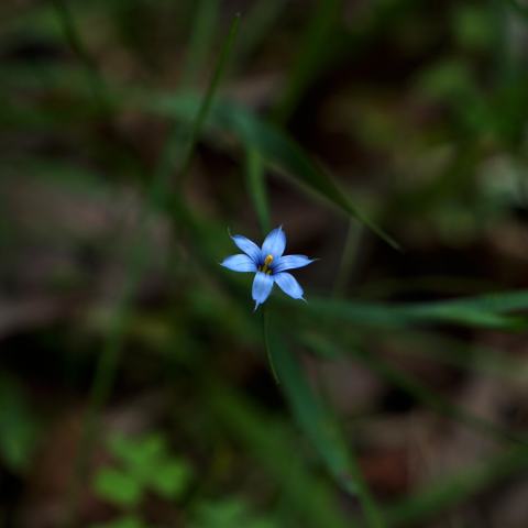 Foto van Blauwe bieslelie