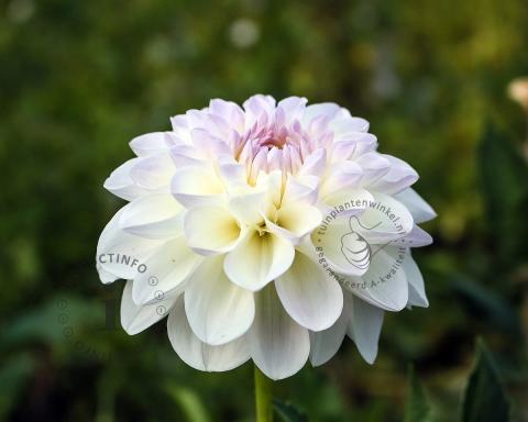 Foto van Dahlia ‘Wittem’