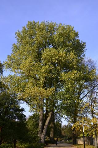Foto van Populus 'Gelrica'