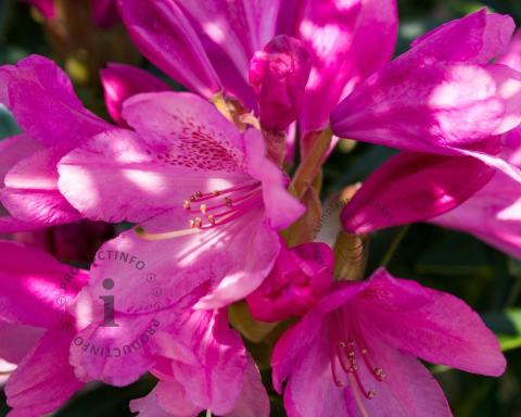 Foto van Rododendron ‘Wine and Roses’