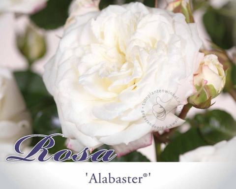 Foto van Grootbloemige trosroos ‘Alabaster’