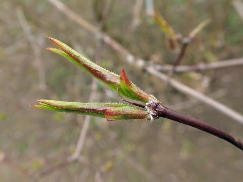 Foto van Koreaanse abelia