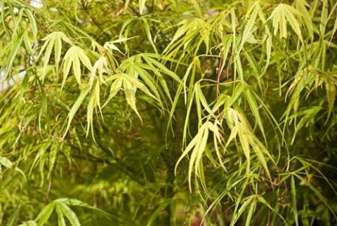 Foto van Acer 'Shinobuga Oka'