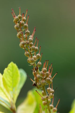 Foto van Clethra
