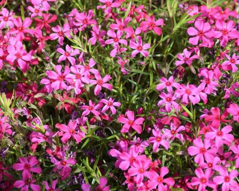 Foto van Vlambloem ‘Atropurpurea’