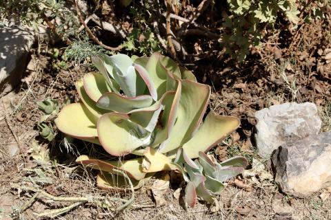 Foto van Woestijnkalanchoe