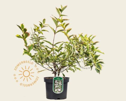 Foto van Weigelia ‘Nana Variegata’