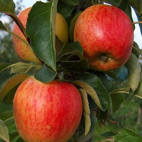 Foto van Malus 'Macintosh'
