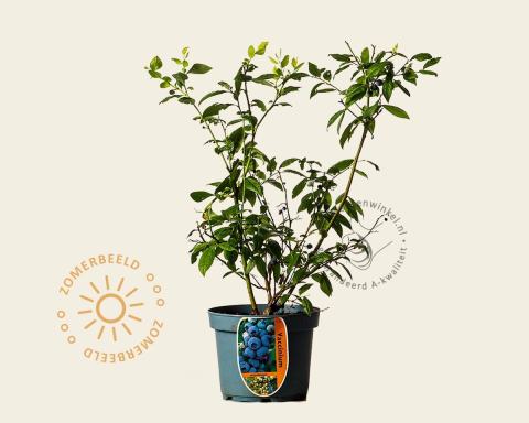 Foto van Blauwe bes ‘Blue Suede’