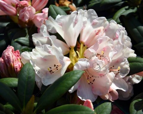 Foto van Rododendron ‘Grumpy’