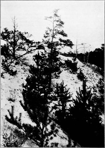 Foto van Grove den ‘Glauca’