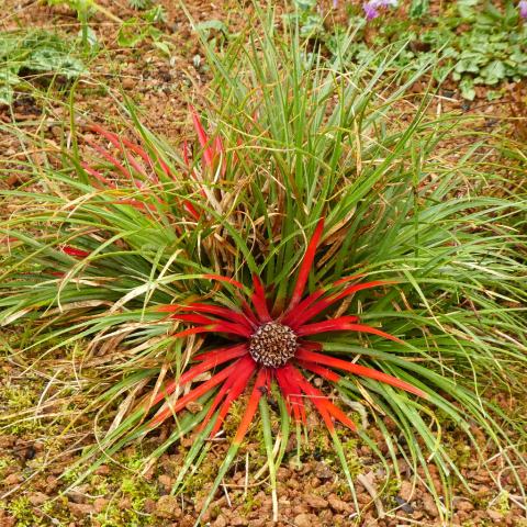 Foto van Tuinbromelia