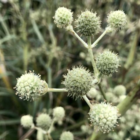 Foto van Yuccabladige kruisdistel