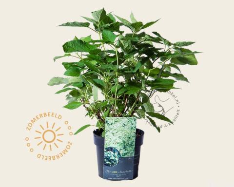 Foto van Sneeuwbalhortensia of Annabel hortensia ‘Lime Rickey’