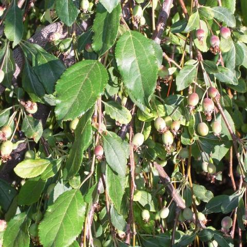 Foto van Malus 'Louisa'