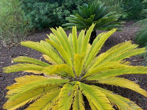 Foto van Cycas 'onbeken'