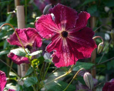 Foto van Bosrank ‘Rubra’