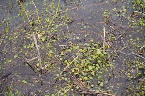 Foto van Gewone waternavel