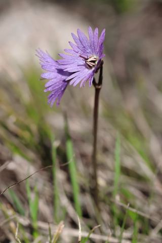 Foto van Alpen-kwastjesbloem