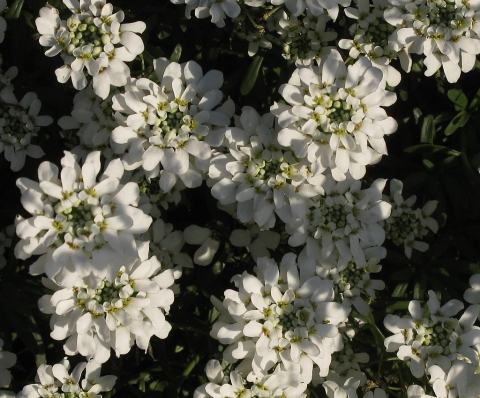 Foto van Witte scheefbloem