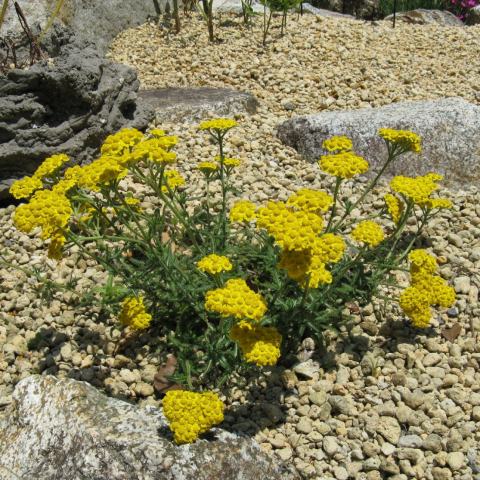 Foto van Achillea 'Aurea'