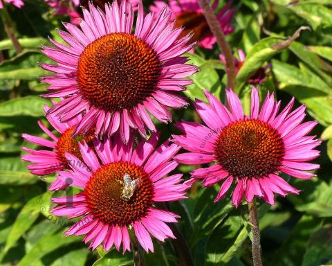 Foto van Zonnehoed ‘Fatal Attraction’