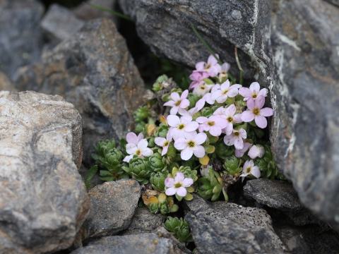 Foto van Alpenmansschild