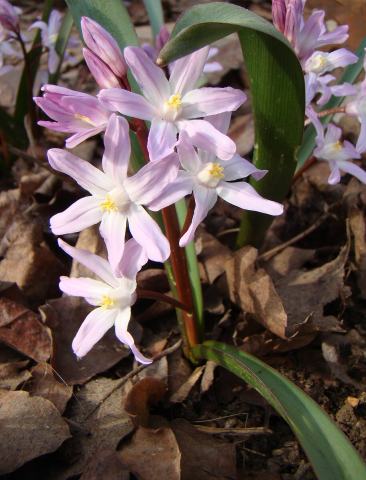 Foto van Sterhyacint ‘Pink Giant’