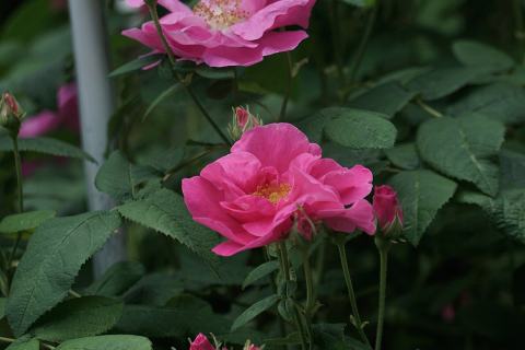 Foto van Rosa 'Officinalis'