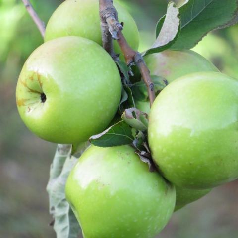 Foto van Malus 'Granny Smith'