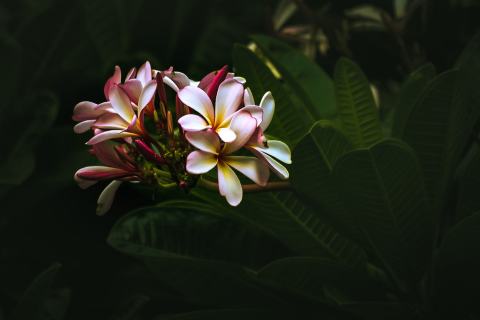 Foto van Tempelboom