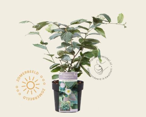 Foto van Lampenpoetserstruik ‘Blue Shadow’