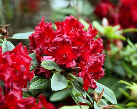 Foto van Rododendron ‘Vulcan’