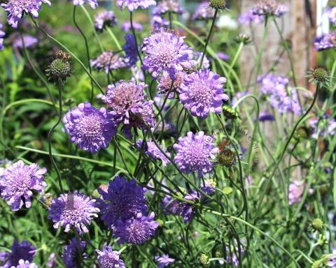 Foto van Duifkruid ‘Butterfly Blue’