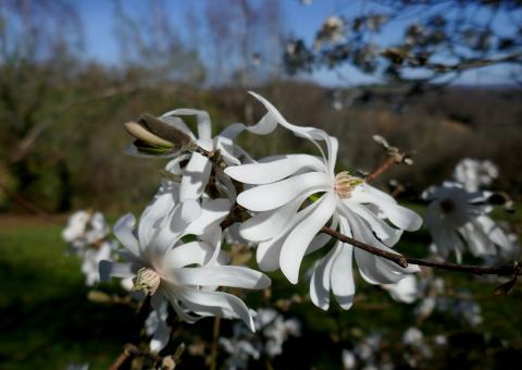 Foto van Stermagnolia