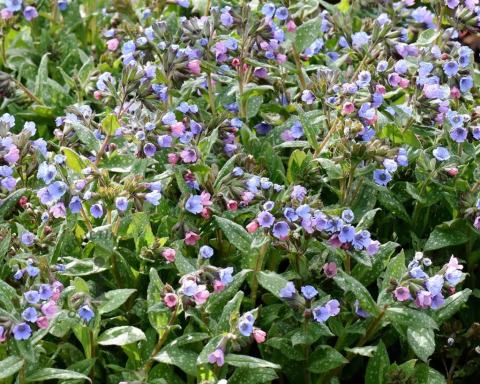 Foto van Longkruid ‘Mrs. Moon’