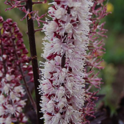 Foto van Actaea 'Pink Spire'