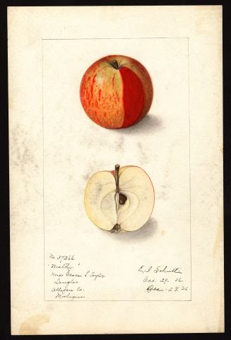 Foto van Malus 'Wealthy'