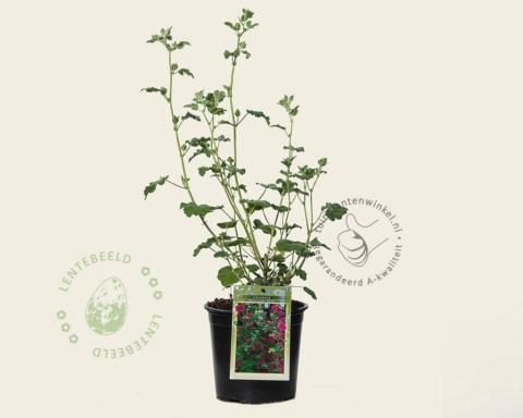 Foto van Struikmalva ‘Burgundy Wine’