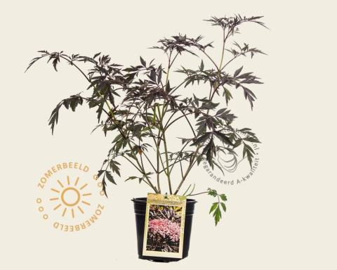 Foto van Rode vlier of Zwarte vlier ‘Black Lace’
