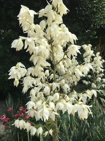 Foto van Vezelyucca