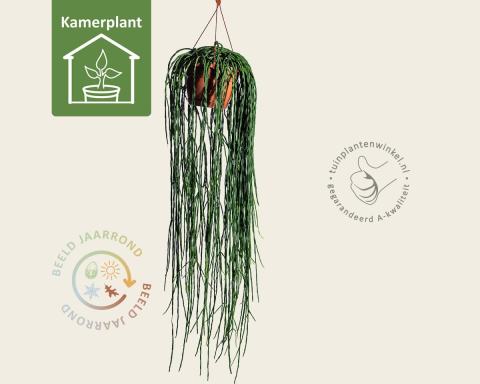 Foto van Koraalcactus