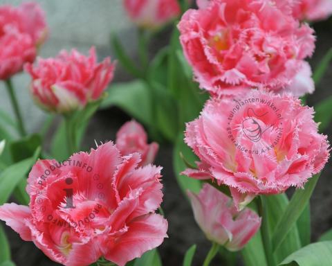 Foto van Tulp ‘Crispion Sweet’